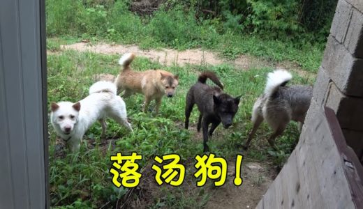 四色田园犬下河游玩，突遇倾盆大雨无处藏身，连人带狗淋成落汤鸡