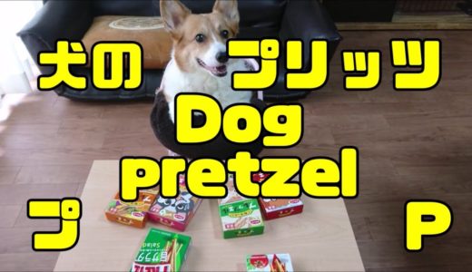 えっ！【犬専用のプリッツ】を食べるコーギー   Pretzel for dog !  Glico Pretz !