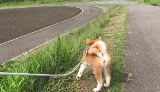 秋田犬親子３代でデイサービス見送り＆河川敷