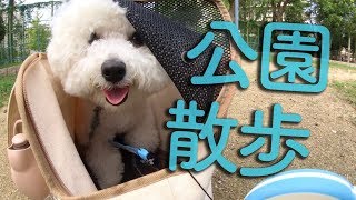 犬と公園で散歩！新しい公園を嬉しそうに歩くビションフリーゼわたまる