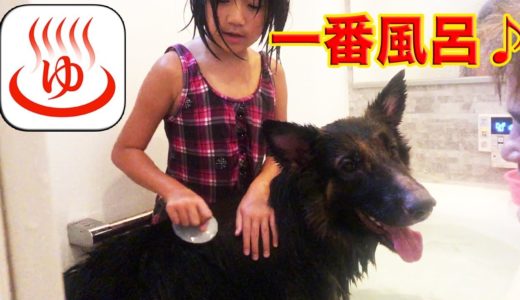 一番風呂は最高♪シェパード犬マック気持ちいいね！Bathe my dog