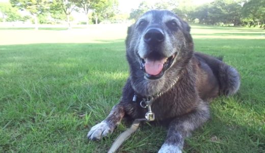 保健所から迎えた犬　夏の終わり