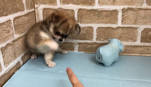 【No.】ペットショップ犬の家猫の里碧南店