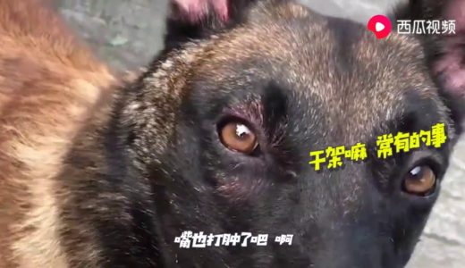 主人獨寵馬犬，金毛受冷落氣得跑去幹架，還假裝離傢出走，太逗瞭