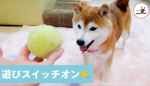 犬あるある🐕 遊びスイッチの切り替えの早い柴犬が大ハシャギ🤣【PECO TV】