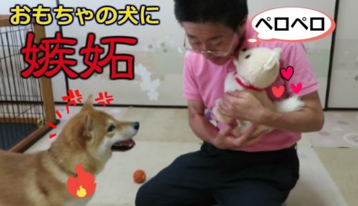 パパにキスするおもちゃの犬に嫉妬する柴犬まめ