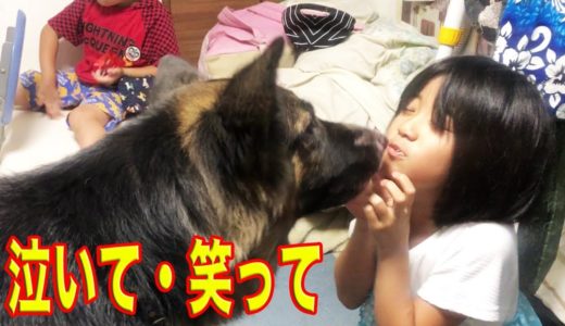 悲報！宿題が終らない、孫娘どうする二学期、シェパード犬マックも心配I couldn't do homework.