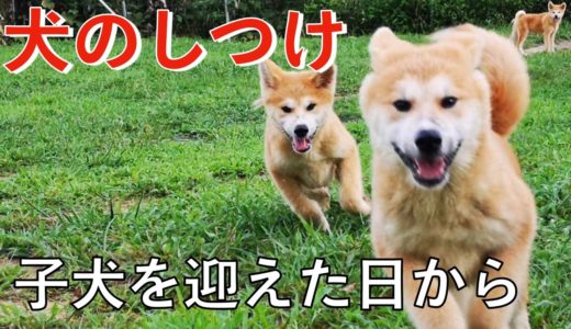 【犬のしつけ】子犬を迎えた日からやって欲しい事！ Vol. 02 Animal Rescue Nursing