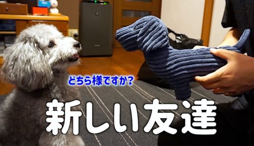 🐶犬に新しいお友達（おもちゃ）をあげたら、感動の再会みたいになった笑【トイプードルのグリィ】【犬】【dog】【toy poodle】