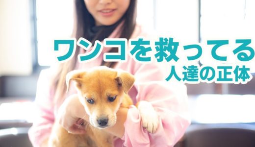 これが犬を救ってる人達の正体！？可愛いワンコ達♪