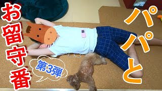 パパと犬だけでお留守番！彼らはママがいないとどんな風に過ごすのか？【トイプードル】