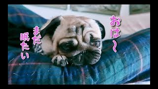 朝ぷぅ：まだ眠たいパグ犬ぷぅ pug