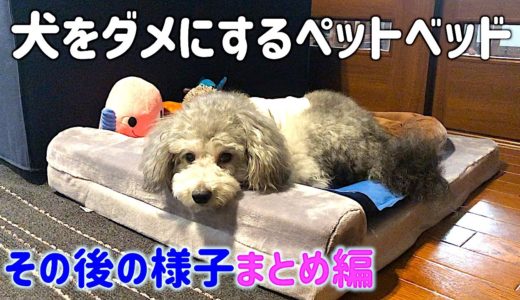 🐶犬をダメにするJoicyCoのペットベッド。その後の様子まとめ。【トイプードルのグリィ】【犬】【dog】【toy poodle】