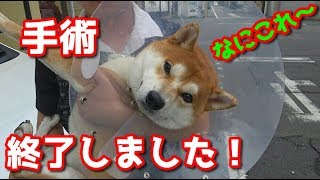 【京の柴犬】無事、手術が終了しました　太郎の犬モノガタリ＃１７４