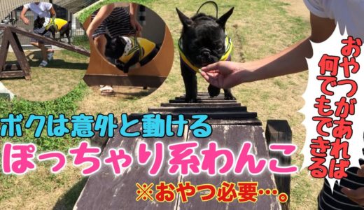 動けるぽっちゃり犬！？ニンジンぶら下げれば何でも出来る！？【ドッグラン遊具】