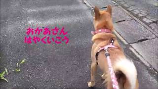 早く行かなくちゃ！！！  『保護犬』