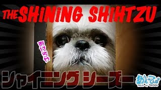 【ホラー風味】シャイニングシーズー犬てんぽ【あけて】