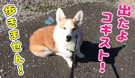 コギスト犬抱っこされてご満悦！飼い主は腰痛…【コーギー】