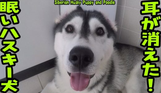 眠くてしかたないハスキー犬と眠りを邪魔するプードル Husky Puppy and Poodle