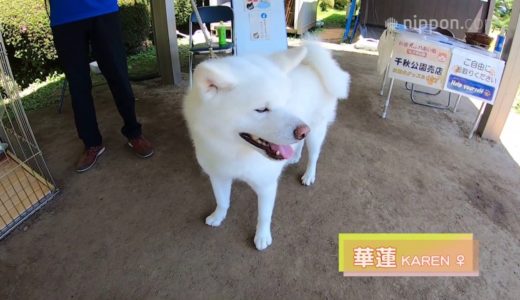 ハートマークの秋田犬「華蓮」／秋田 | nippon.com