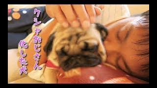 なぜか顔がクシャおじさん化したパグ犬ぷぅPug