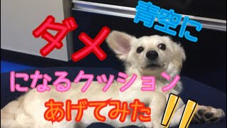 青空日記🐾【#75】ダメになるクッション犬にあげてみた！！