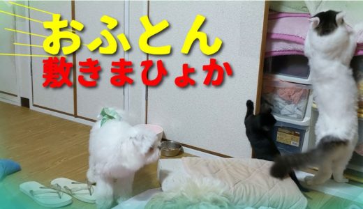 お布団敷くのも大変だ！犬猫大ファミリーの赤裸々な日常～