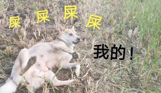 中华田园犬鸡粪里遍地打滚，疯狂吮吸，这狗还能要吗！