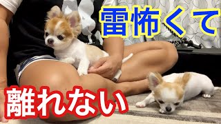 突然の雷でパニック気味のシニア犬チワワと子犬チワワ