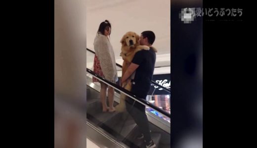 【Best dogs from 2017】..可愛すぎる動物たち！おもしろ！ハプニング！犬 猫 動物 爆笑