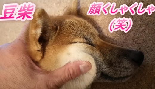 豆柴犬フェイスマッシャージ #しばいぬ #柴犬 #犬のいる生活  #豆柴