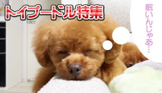 飼いたい犬ランキング１位！大人気のトイプードル特集！【週刊もふもふ】