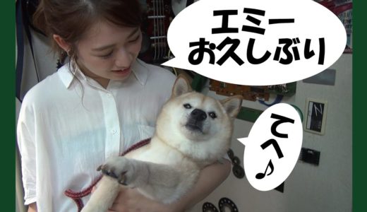 えりこちゃんが柴犬エミーに会いに来た＝！【甲斐犬・柴犬】