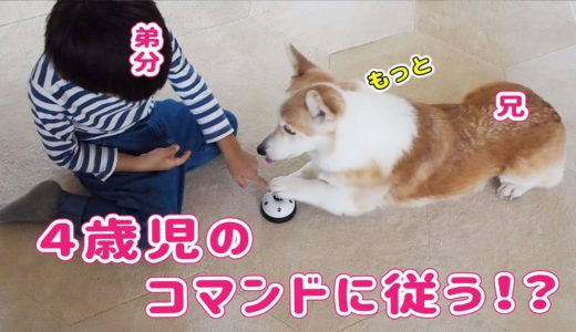 犬って子供の言うこときくの？【コーギー】