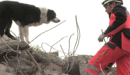 【アーカイブ映像】救助犬先進国スイスに学ぶ