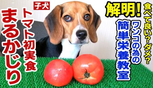 【犬ご飯】トマト食を大解剖！簡単解説＆子犬が初実食まるかじり！ハピちゃんの初体験