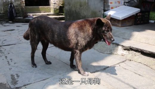 【田园寻犬】猪肉摊的虎斑犬，膘肥体壮行动迟缓，看家却毫不含糊