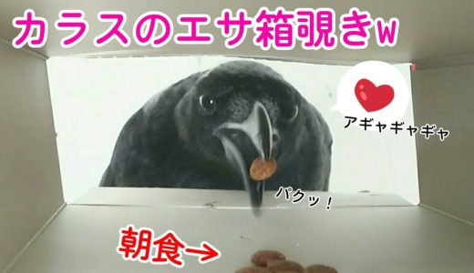 【台風の朝は】箱にエサを仕込んでカラスが食べる様子を観察しましょう(台風関係ないがな)w 猫たち＆犬にもやりましたw 20190909、カラス＆四つ足トリオ