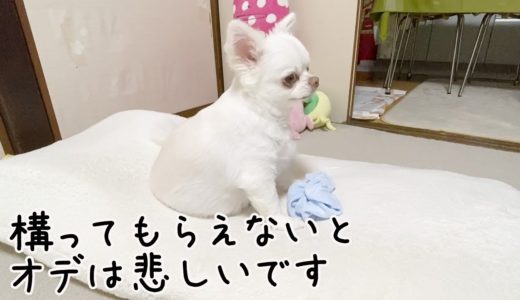 イタズラをスルー！肩透かしを食らってがっかりする犬！チワワのコハク