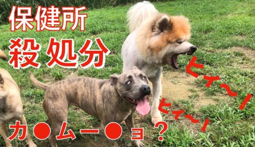 保健所【怒】カ○ムー○ョ食べさせ脳障害と判定し譲渡外になった犬 Animal Rescue Nursing