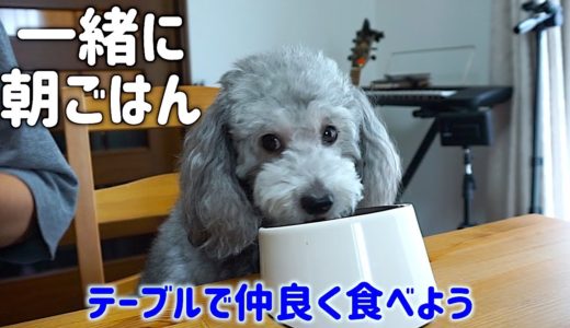 🐶犬とテーブルで一緒にご飯を食べるようになった理由。【トイプードルのグリィ】【犬】【dog】【toy poodle】