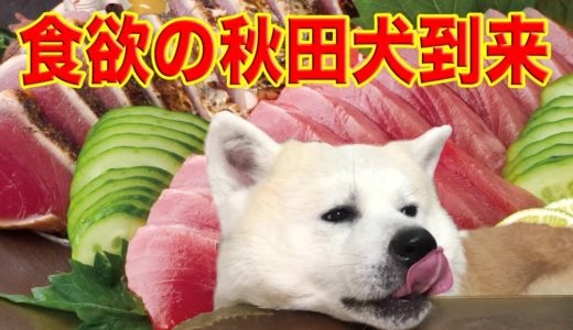 食欲の秋田犬到来・食べ物が美味しい季節がきましたOur dog is gluttonous