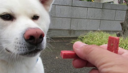 【秋田犬ゆうき】久し振りに吠えたら意外と野太い声に進化していました【akita dog】