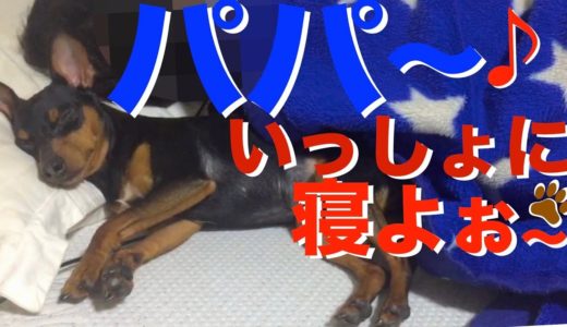 どうしても大好きなパパと一緒に寝たい犬がかわいい【ミニピン 力田力男】