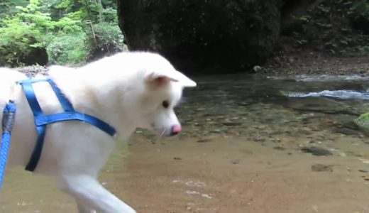 【秋田犬ゆうき】暑かったので穴場のパワースポットで涼んで来ました【akita dog】