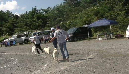 北海道犬保存会　岩手支部展覧会　若犬牡組　特良一席　不二錦