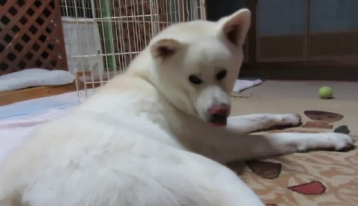 【秋田犬ゆうき】尻尾や股間は触られても良いけど首の毛は敏感です【akita dog】