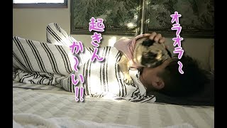 毎朝せめぎ合う愛犬と飼い主の攻防 パグ犬ぷぅ pug