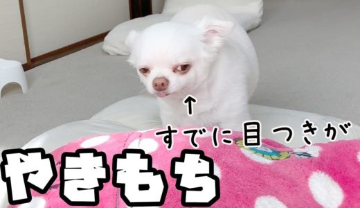 ツンデレ犬の前でぬいぐるみを可愛がったら！！嫉妬するチワワのコハク