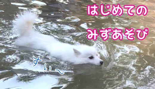 【泳ぐ犬】日本スピッツちぃ。はじめての水遊び / Japanese Spitz swimming for the first time